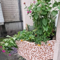 R-MOS A878582 розовый на сетке Stella di Mare R-MOS A878582 розовый на сетке Stella di Mare