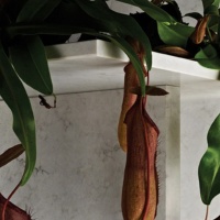 Caesarstone 5000 London Grey