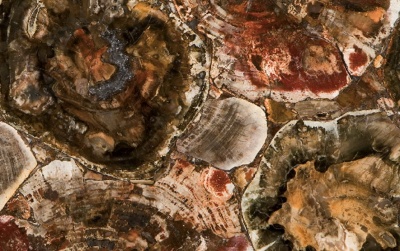 Caesarstone 8330 Petrified Wood